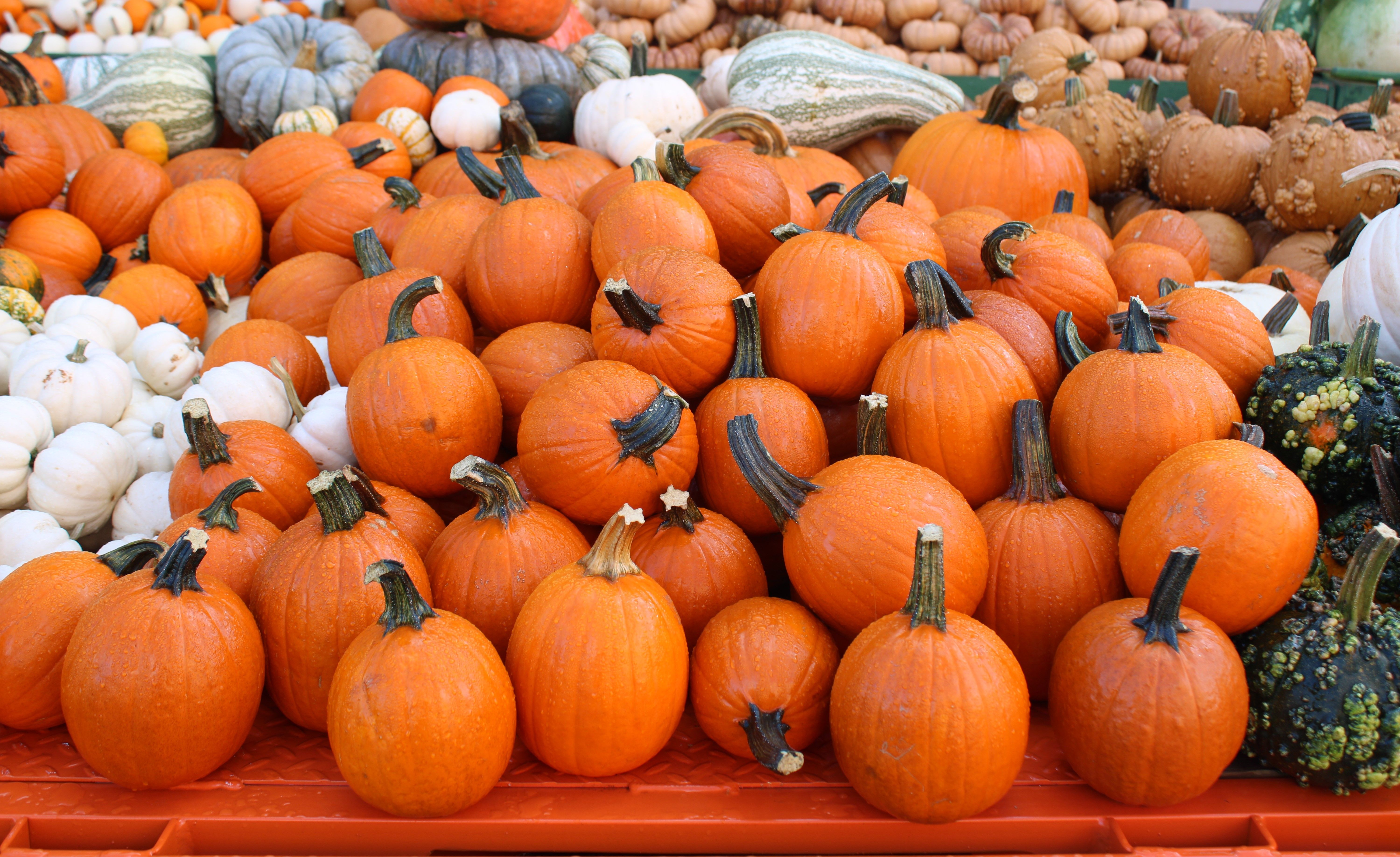 Pumpkins at the Farmers Market